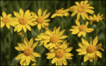 arnica